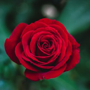 rose_d