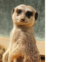 meerkat