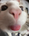 Serrot